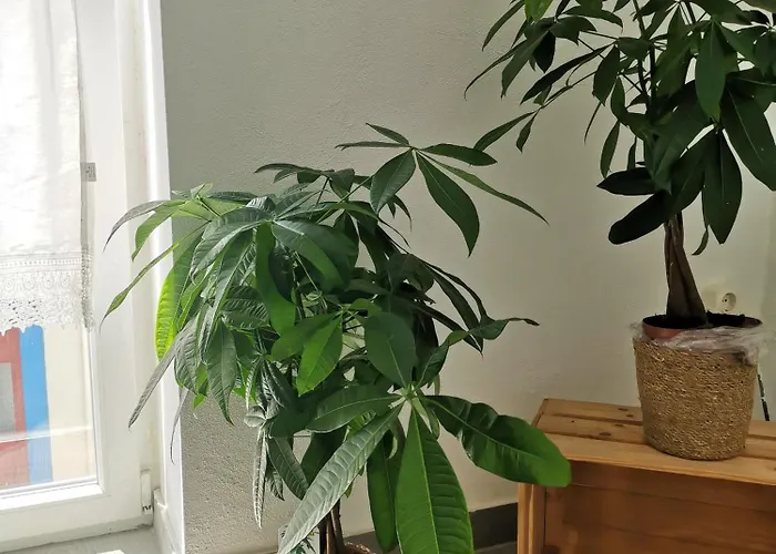 Old Town House 公寓 劳林哈